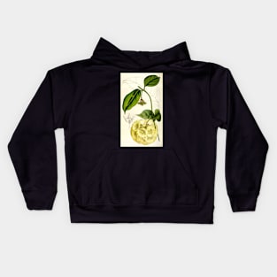 Hoya campanulata - botanical illustration Kids Hoodie